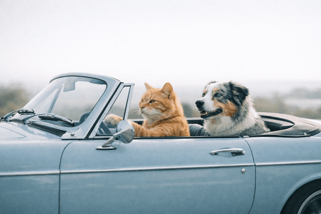 Muted photographic minimalism; cool-leaning analogous palette with restrained complementary accents; natural soft high-key backlighting; shallow depth of field with gentle bokeh; subtle film grain and fine texture; realistic photographic rendering; balanced negative space; calm documentary framing
Model: openai:gpt-image-1.5